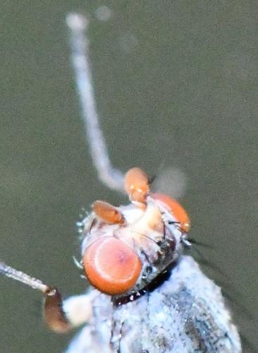 Tephrochlamys tarsalis